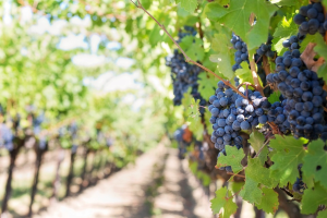 Los vinos de Arganda premiados por tercer año consecutivo en el mayor certamen vinícola de España