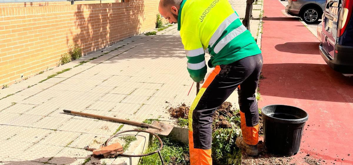 El Ayuntamiento de Arganda inicia la plantación de 77 árboles y 1852 arbustos en los alcorques vacíos del municipio