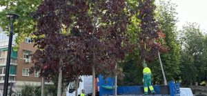 El Ayuntamiento inicia la plantación de más de una decena de nuevos árboles en el Parque González Bueno