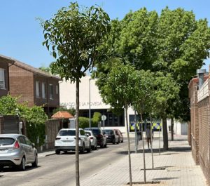 El Ayuntamiento de Arganda comienza la plantación de 155 nuevos árboles en la ciudad