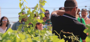 La Cooperativa Vinícola de Arganda se hace con el oro en Vinespaña
