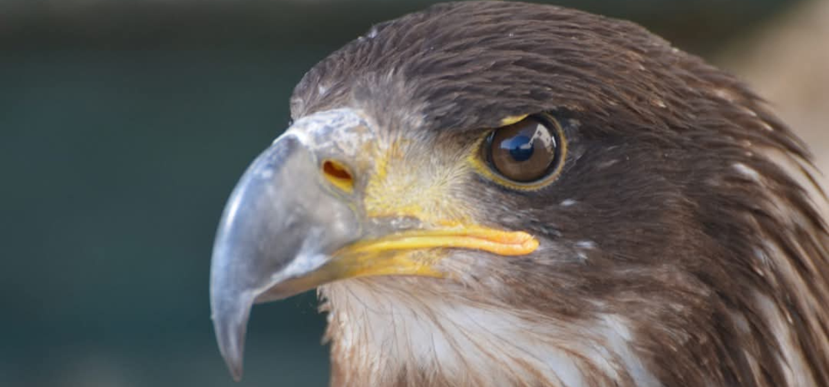 Halcones, águilas o cernícalos: la cetrería del Duque de Lerma se exhibirá en el Motín de Arganda