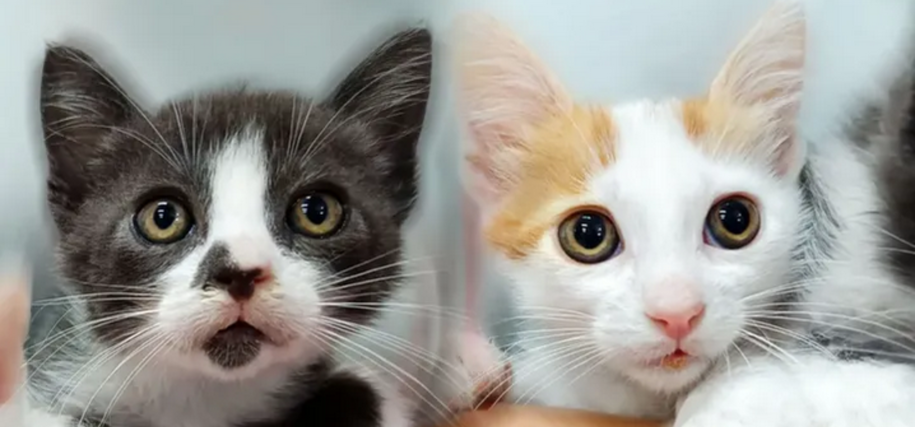Peluditos en Apuros celebra este sábado una nueva jornada de adopción felina