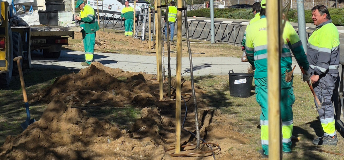 Comenzamos la plantación de nuevos árboles en la zona del Metro de Arganda  