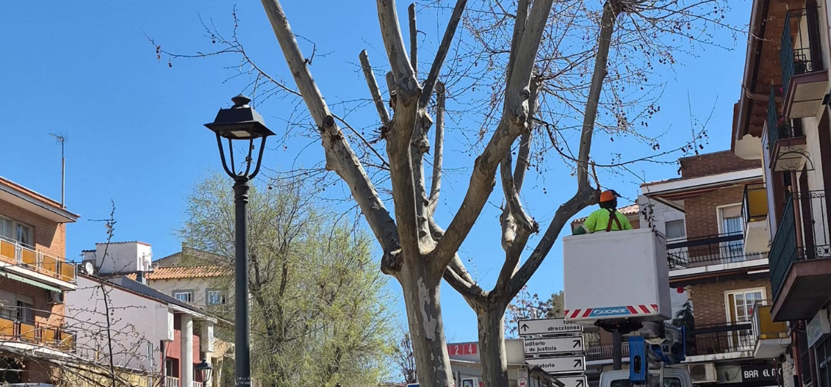 Arganda culmina una campaña de poda histórica con 359 intervenciones, un 50% más que en 2025